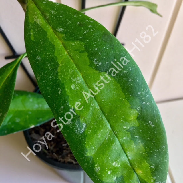 Hoya multiflora variegata H182