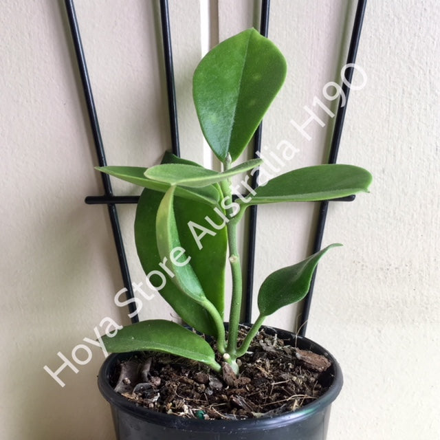 Hoya australis ssp. australis compacta H190