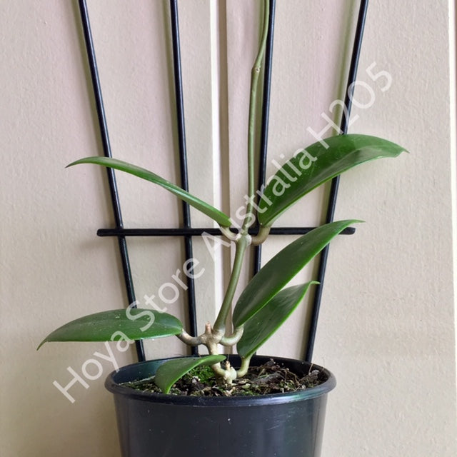 Hoya verticillata H205