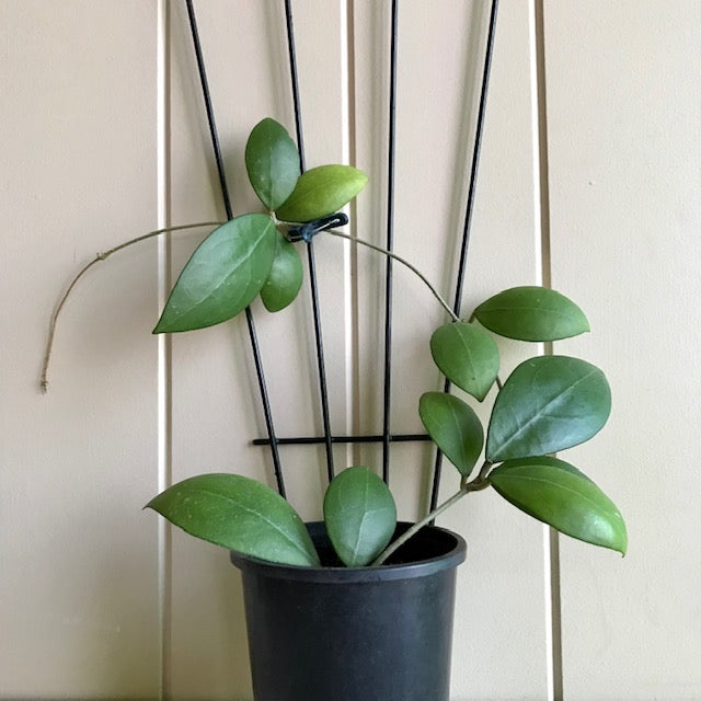 Hoya erythrostemma (white) IML 1428 H230
