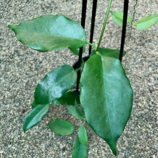 Hoya macgillivrayi 'Superba' IML 0220 H246