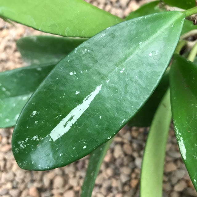 Hoya pubicalyx 'Silver Leaf' IML 0195 H285
