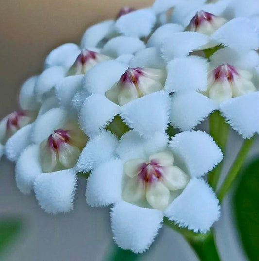 Hoya rotundiflora H291