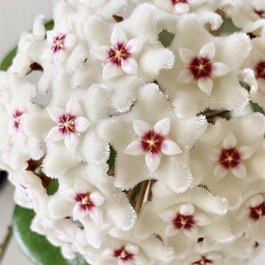 Hoya 'Mathilde' (splash) H292