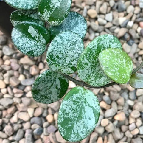 Hoya 'Mathilde' (splash) H292