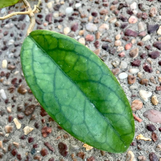 Hoya sp. Estrella Waterfall IML 1627 H315