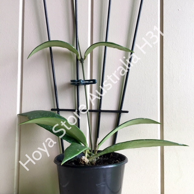 Hoya litoralis H31