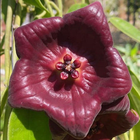 Hoya gigas H345