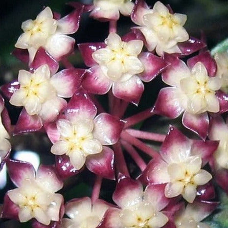 Hoya sp. Gunung Gading H348