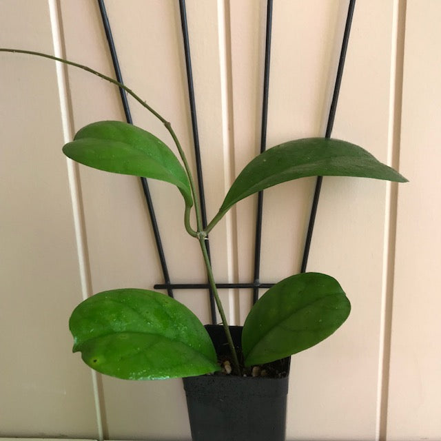 Hoya 'Viola' H365