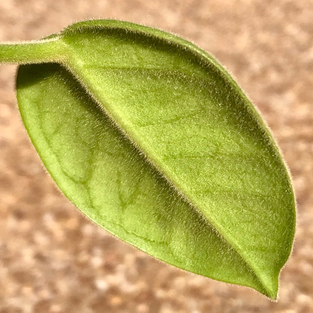 Hoya ciliata H39