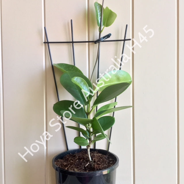 Hoya australis ssp. australis - round leaf H45
