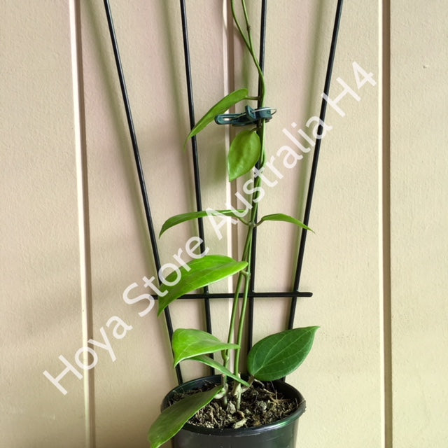 Hoya nicholsoniae H4