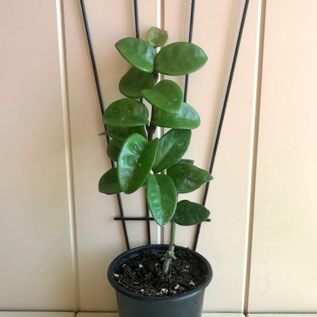 Hoya compacta Krinkle 8 IML 0186 H52