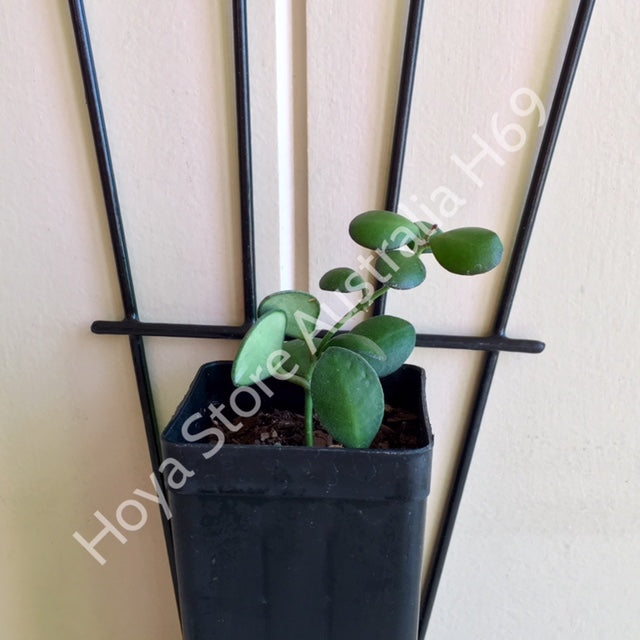Hoya panchoi IML 0228 H69