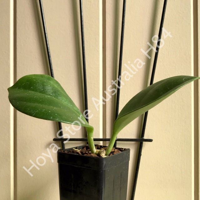 Hoya subquintuplinervis IML 1701 H84