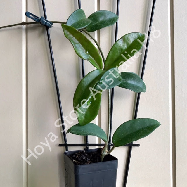 Hoya carnosa H8
