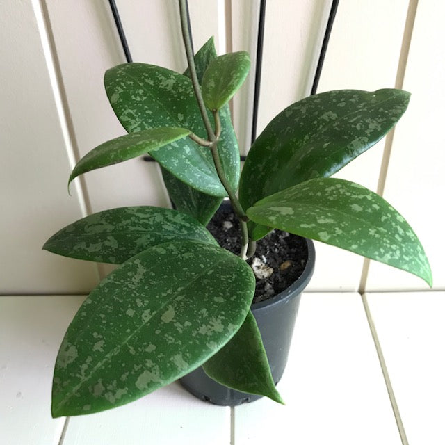 Hoya wibergiae IML 1618 H91