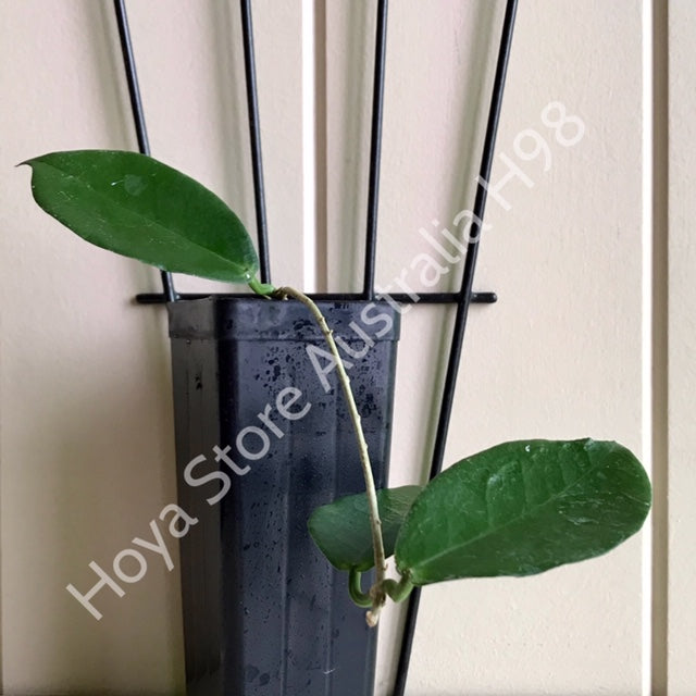 Hoya dischorensis IML 0112 H98