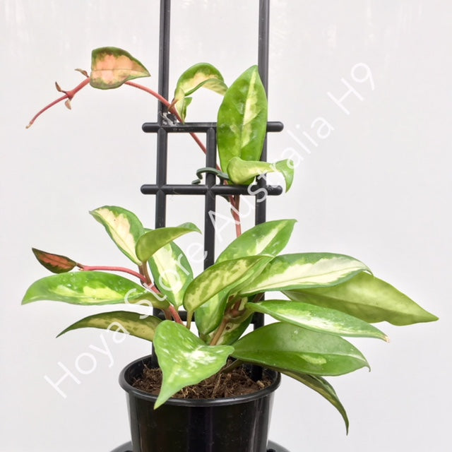 Hoya carnosa 'Krimson Princess' H9