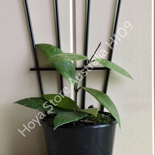 Hoya memoria IML 0107 H109