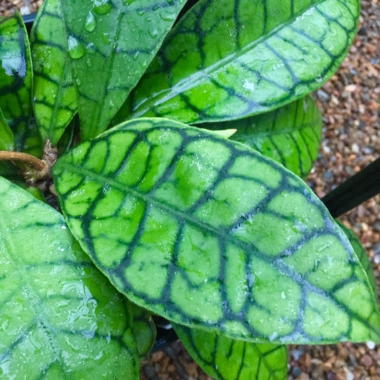 Hoya sp. Kalimantan IML 1168 H141