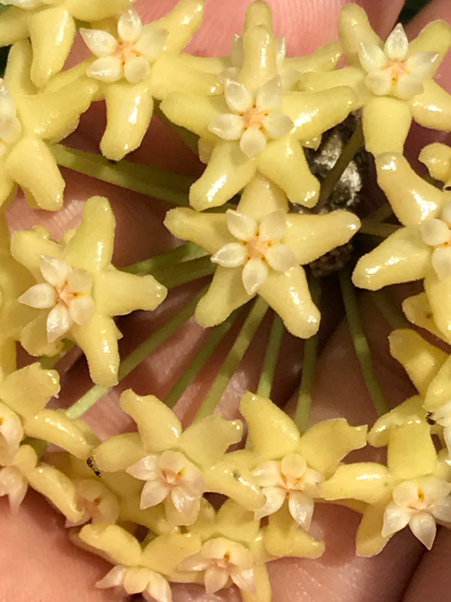 Hoya merrillii H20