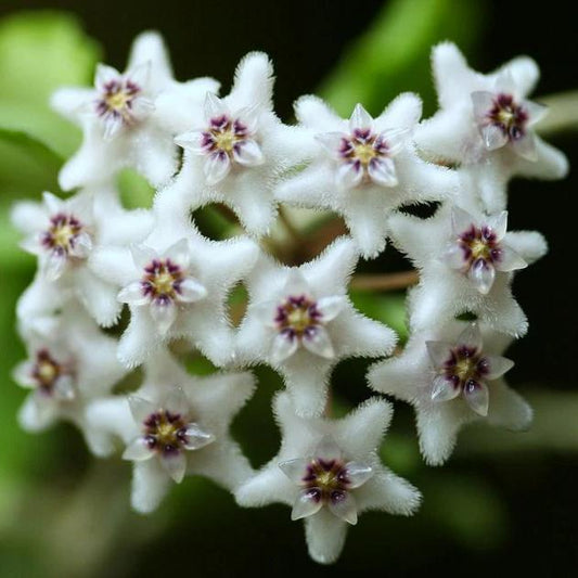 Hoya kanyakumariana IML 1580 H238