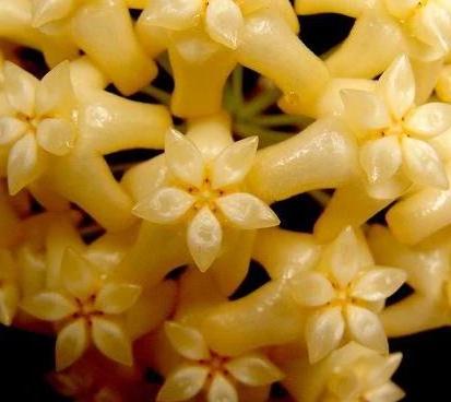 Hoya marginata IML 1727 H240