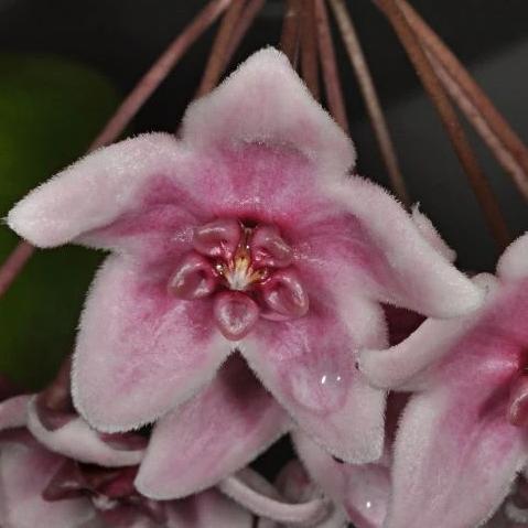 Hoya tannaensis IML 0463 H242