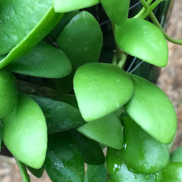 Hoya pallilimba IML 1691 H248