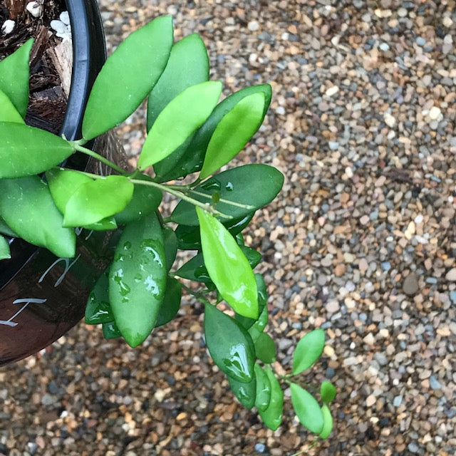 Hoya leytensis IML 1287 H256
