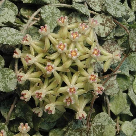 Hoya curtisii Thailand IML 1160 H262