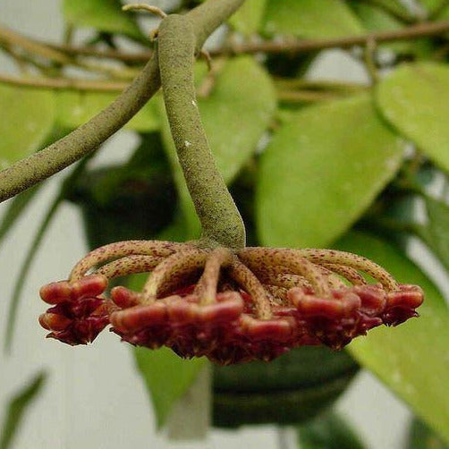 Hoya rundumensis H264