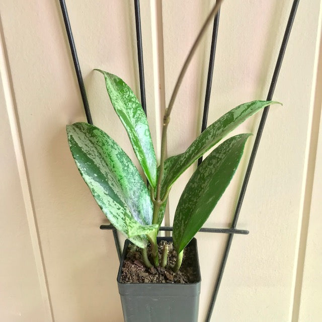 Hoya pubicalyx (splash) H267