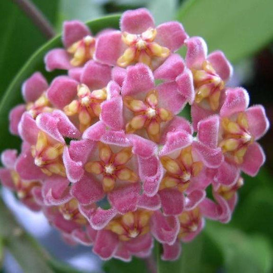 Hoya davidcummingii IML 0892 H55
