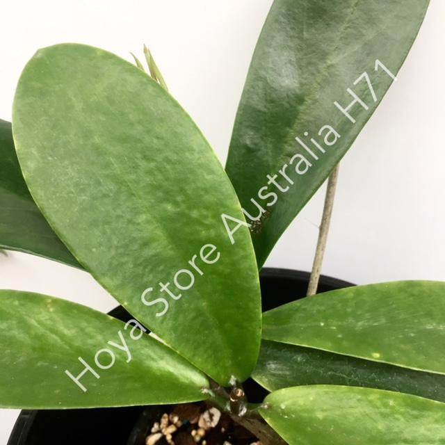 Hoya pimenteliana IML 1894 H71