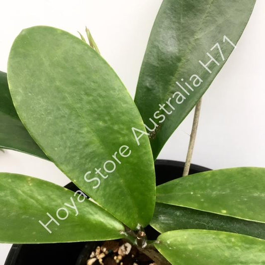 Hoya pimenteliana IML 1894 H71