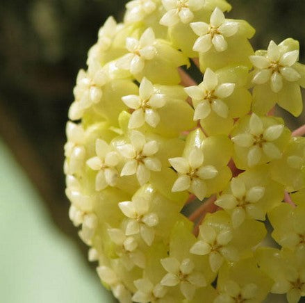 Hoya meredithii Borneo IML 0358 H339