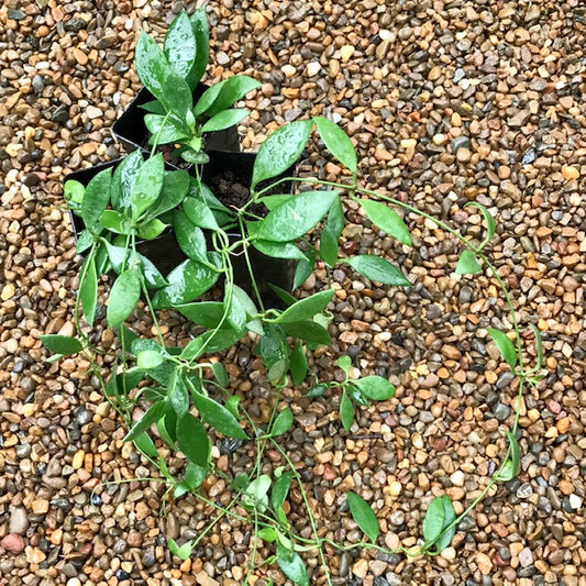 Dischidia acuminata D24
