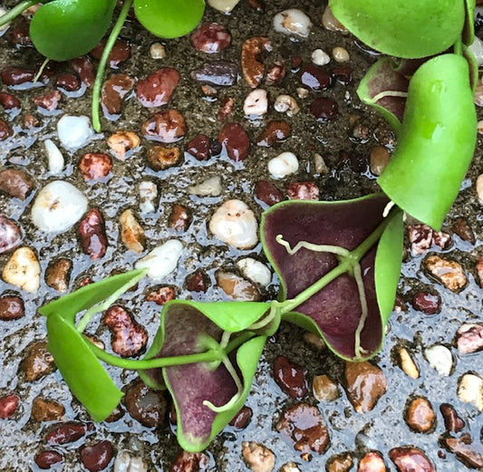 Dischidia cleistantha D31