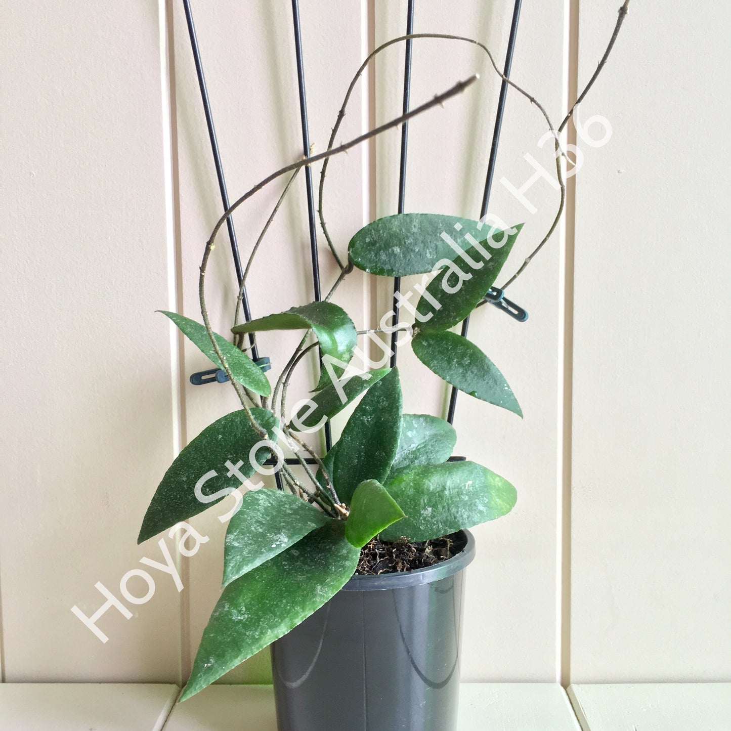 Hoya caudata Sumatra IML 0965 H36
