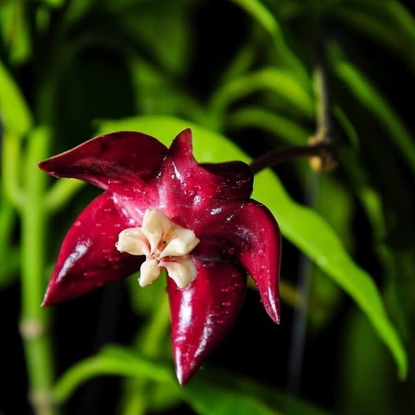 Tips for Fertilising - Hoya Store Australia