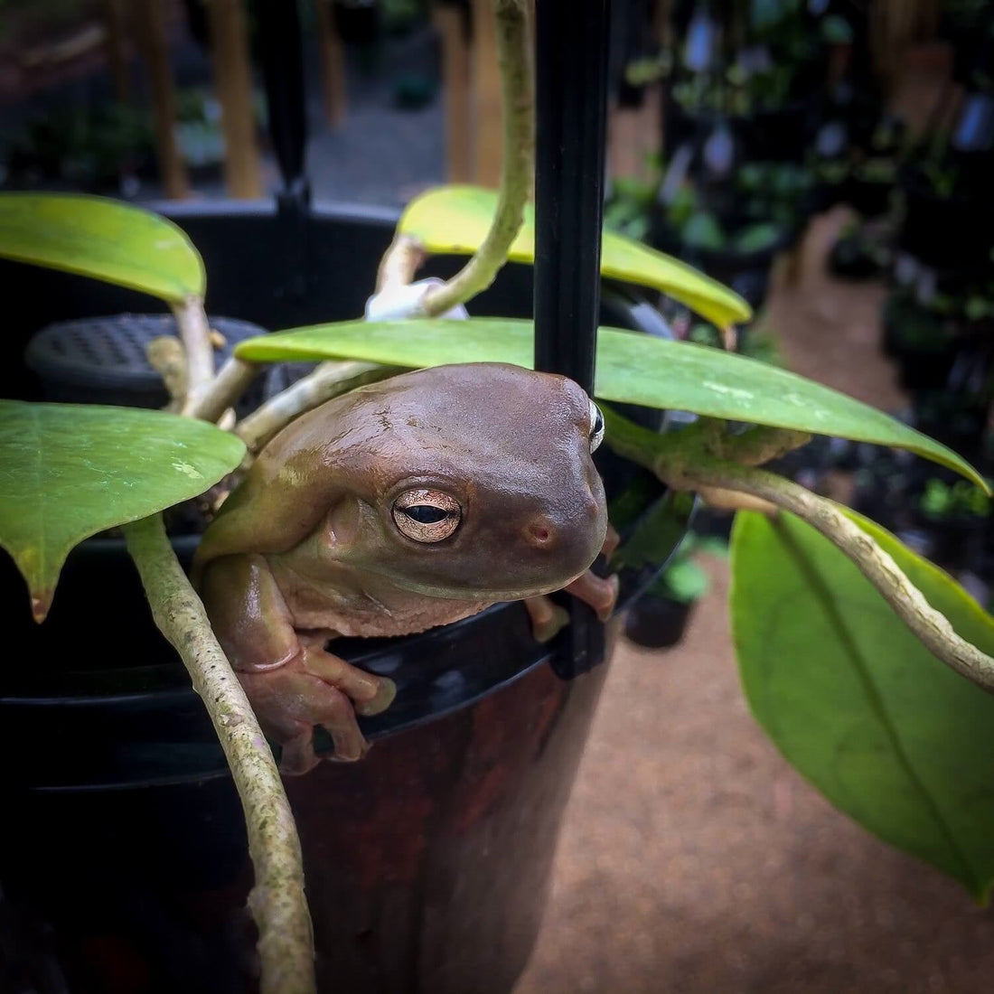 Welcome to Hoya Store Australia