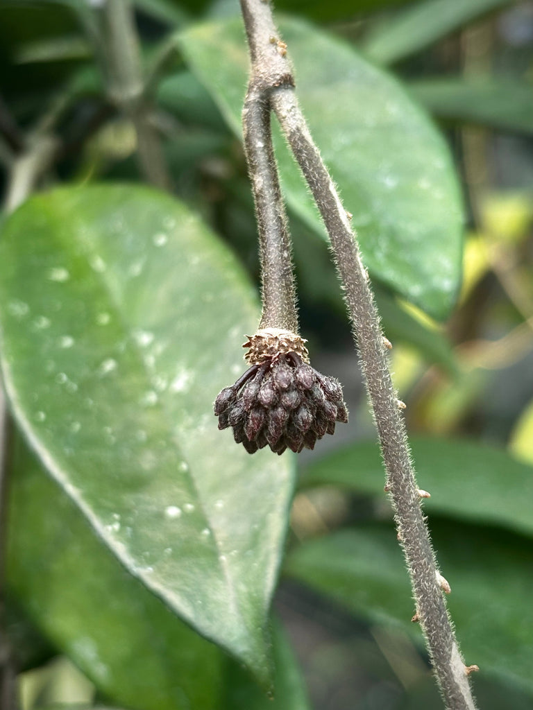 Hoya 'Sherry' IML 1637 H282