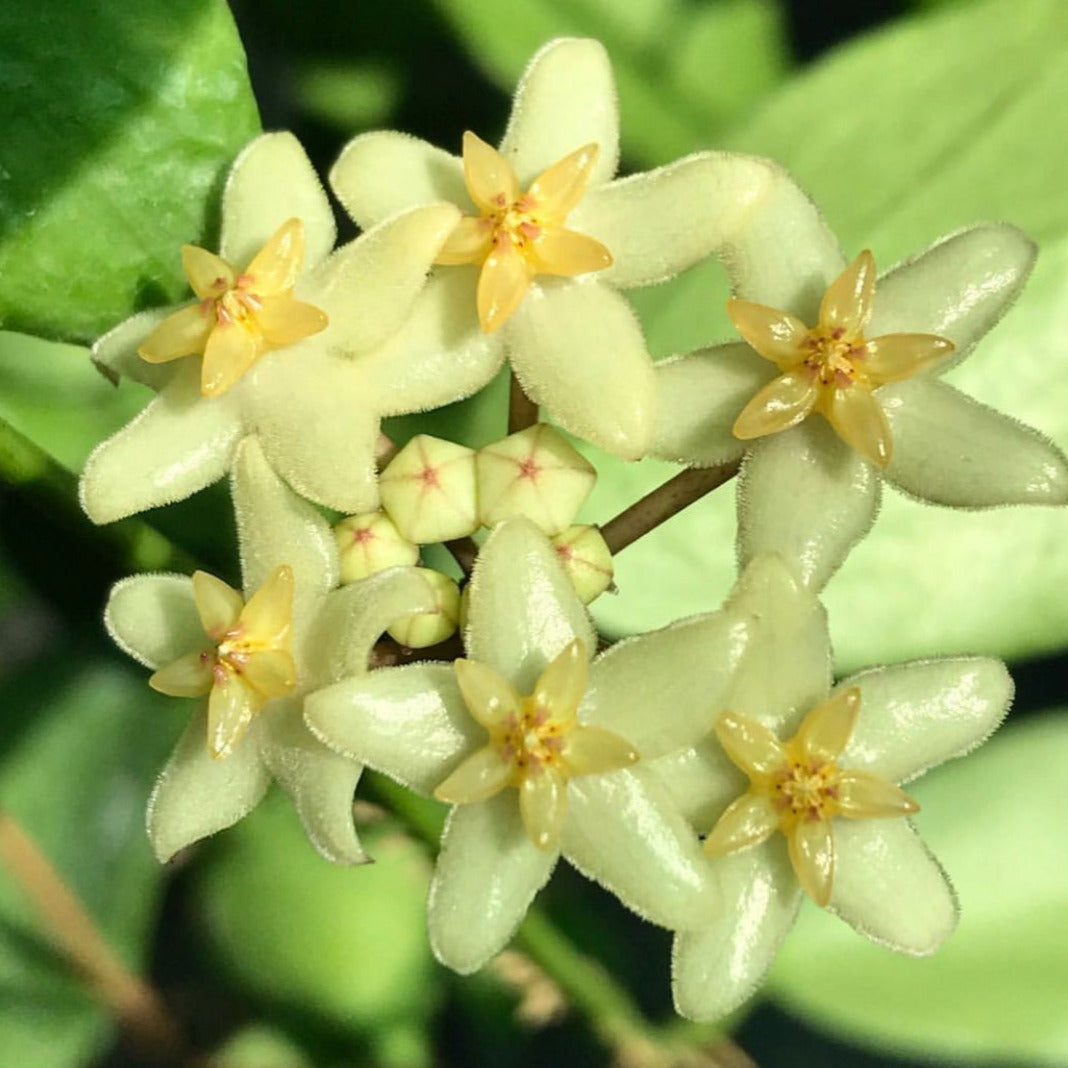 Hoya minahassae IML 1863 H259