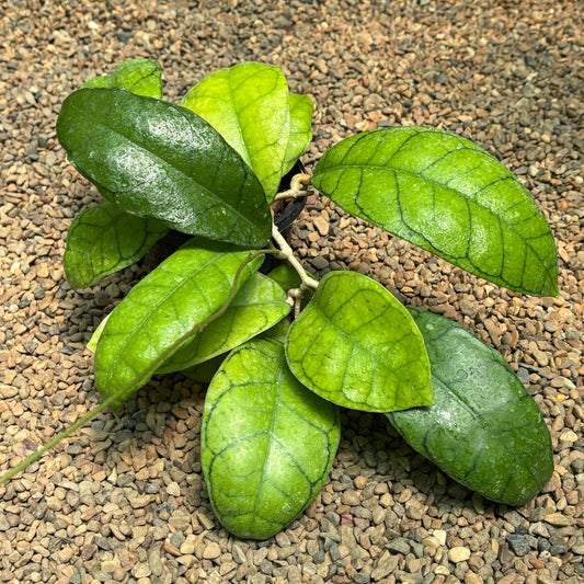 Hoya callistophylla Borneo IML 1174 H46
