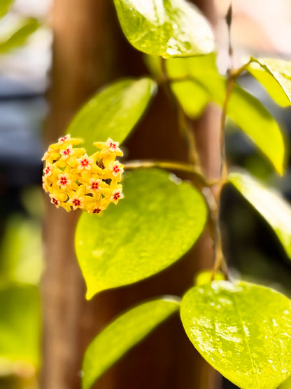 Hoya neocaledonica IML 1647 H166