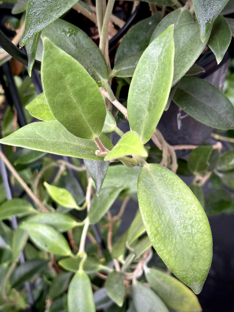 Hoya australis ssp. australis - pointy leaf H28