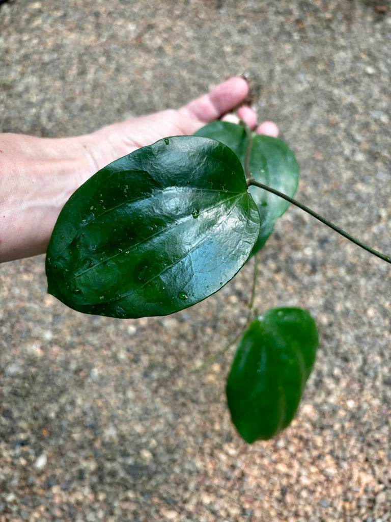 Hoya glabra Sumatra IML 1335 H364